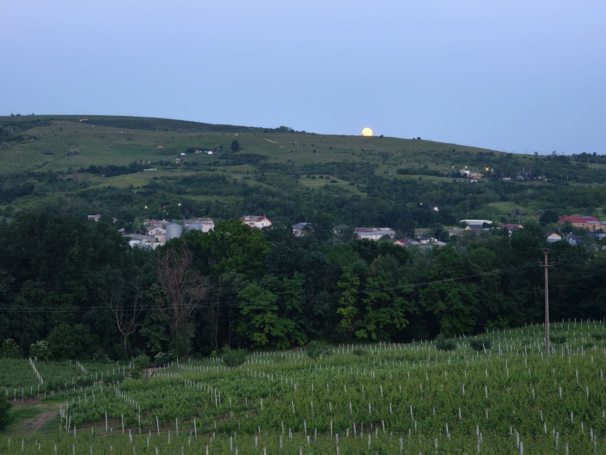 Vinarium 2026 il vino romeno tra Dealu Mare, Fetească Neagră e monasteri