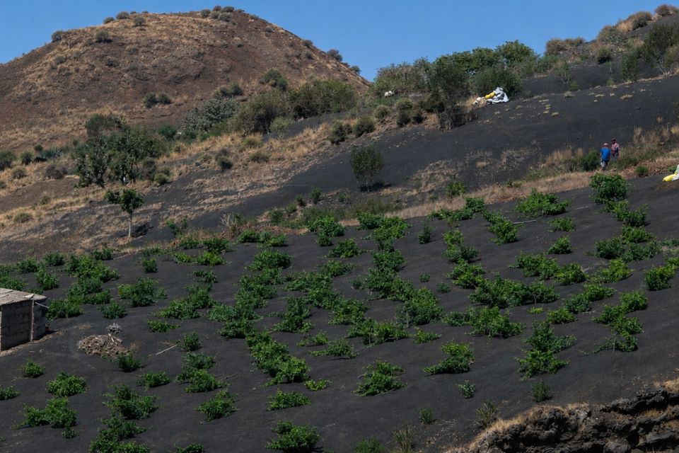Volcanic, savory, and extreme: the Fire Wines of Cape Verde, Adega Chã, Adega Sodade, and Adega Maria Chaves (2)
