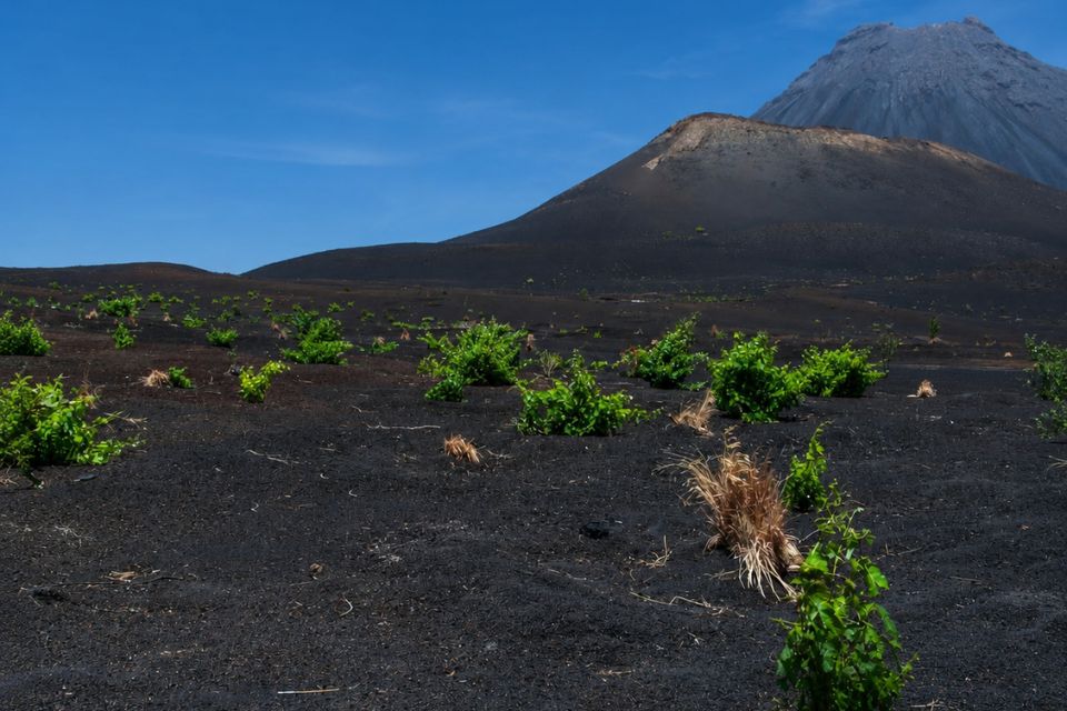 Volcanic, savory, and extreme: the Fire Wines of Cape Verde, Adega Chã, Adega Sodade, and Adega Maria Chaves (3)