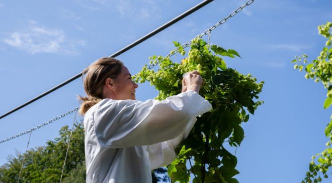 Carlsberg mappa il DNA del luppolo la ricerca punta a rendere la birra più resiliente al cambiamento climatico