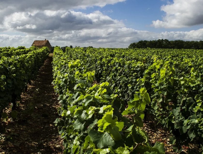 Coteaux du Giennois, alternativa qualità-prezzo a Sancerre e Pouilly-Fumé. La piccola denominazione del Centro Loira si fa largo sui mercati centre loire