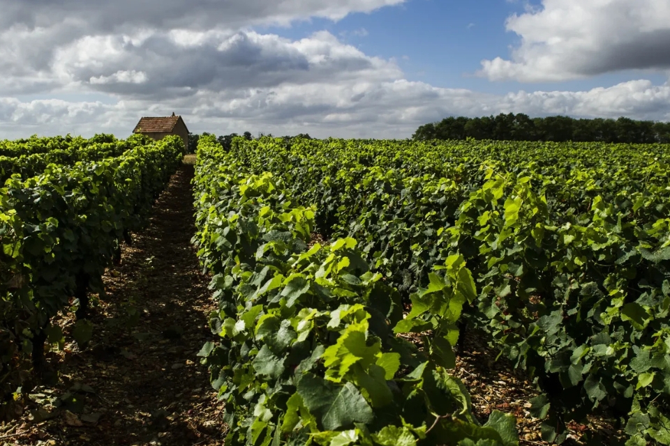 Coteaux du Giennois, alternativa qualità-prezzo a Sancerre e Pouilly-Fumé. La piccola denominazione del Centro Loira si fa largo sui mercati centre loire