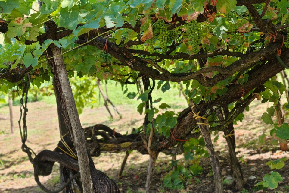 Enzo Rillo chiama Nicolas Secondé risponde Cantina del Taburno punta sul Metodo classico con enologo della Champagne. Nascerà il Consorzio (11)
