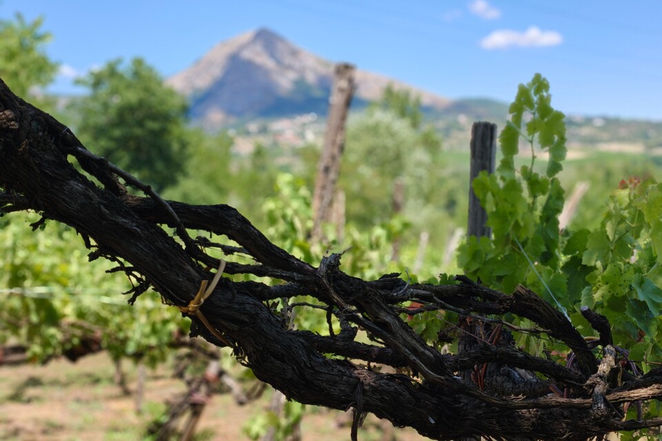 Enzo Rillo chiama Nicolas Secondé risponde Cantina del Taburno punta sul Metodo classico con enologo della Champagne. Nascerà il Consorzio (12)