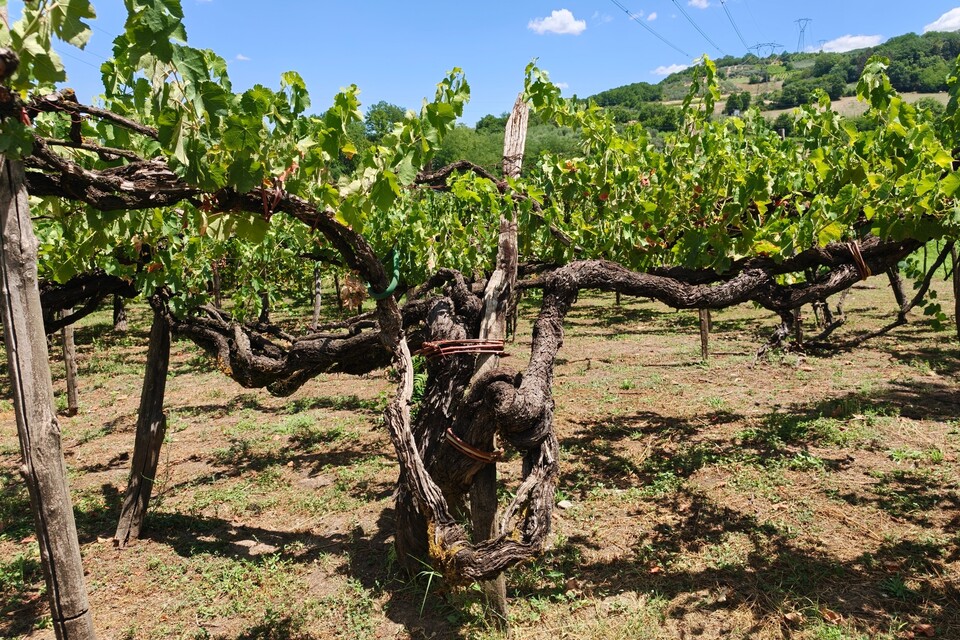 Enzo Rillo chiama Nicolas Secondé risponde Cantina del Taburno punta sul Metodo classico con enologo della Champagne. Nascerà il Consorzio (2)