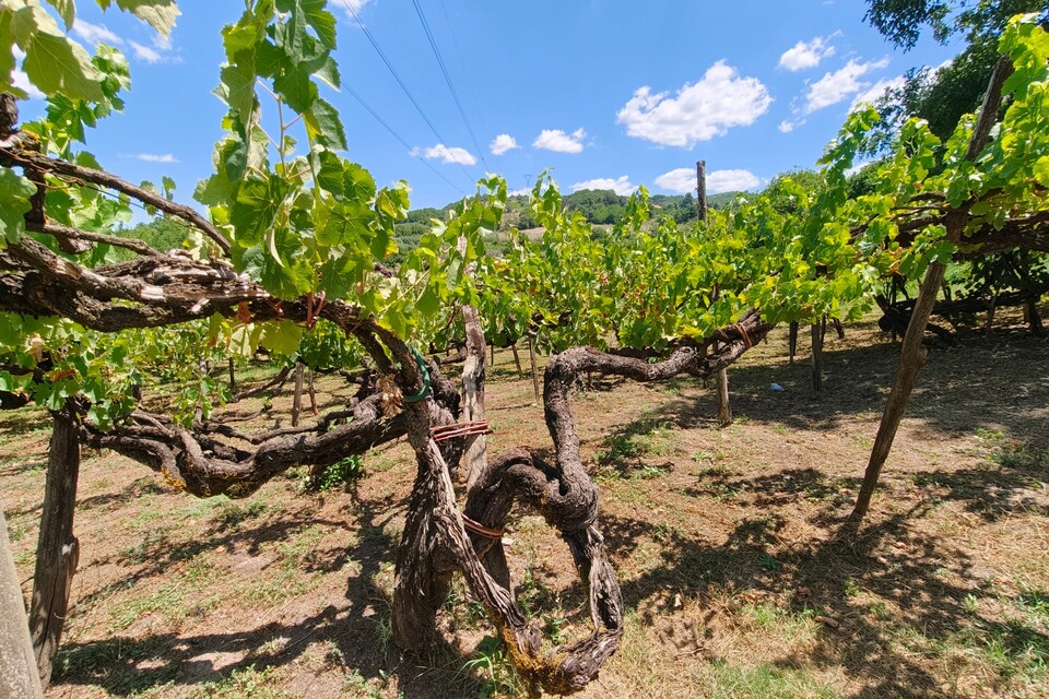 Enzo Rillo chiama Nicolas Secondé risponde Cantina del Taburno punta sul Metodo classico con enologo della Champagne. Nascerà il Consorzio (3)