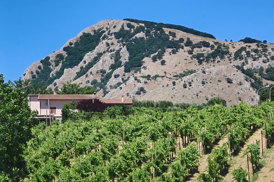 Enzo Rillo chiama Nicolas Secondé risponde Cantina del Taburno punta sul Metodo classico con enologo della Champagne. Nascerà il Consorzio (8)