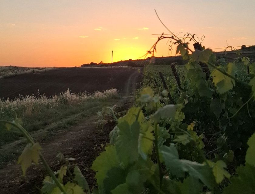 Festa del Catarratto 2026 con ARCA prende forma il rilancio del vitigno simbolo della Sicilia