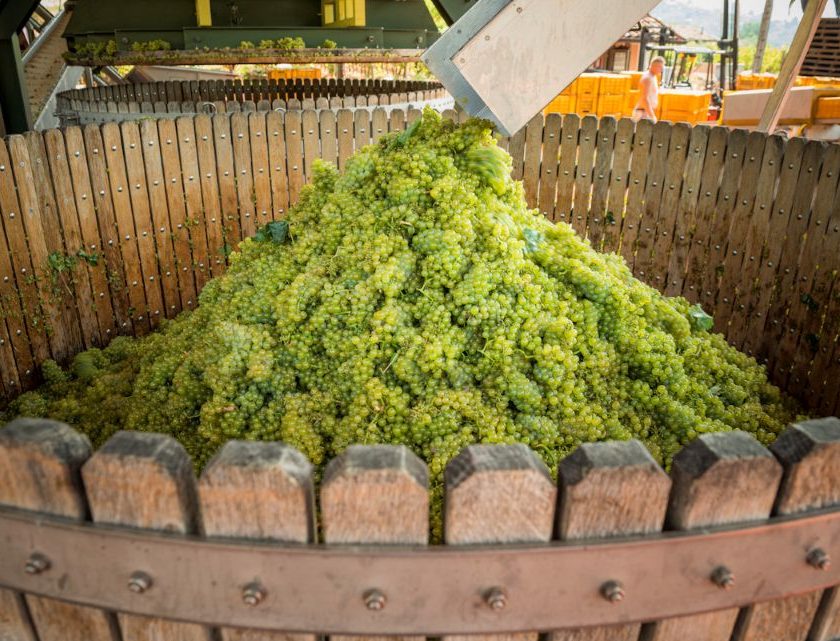 Franciacorta, vendemmia 2026 al via il 30 luglio è la più precoce di sempre