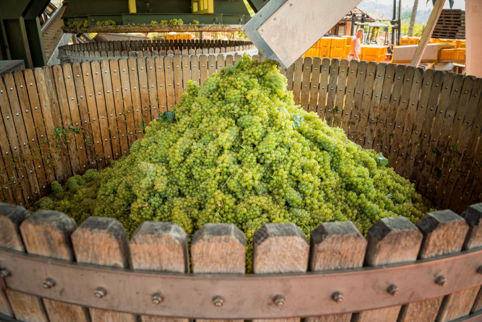 Franciacorta, vendemmia 2026 al via il 30 luglio è la più precoce di sempre