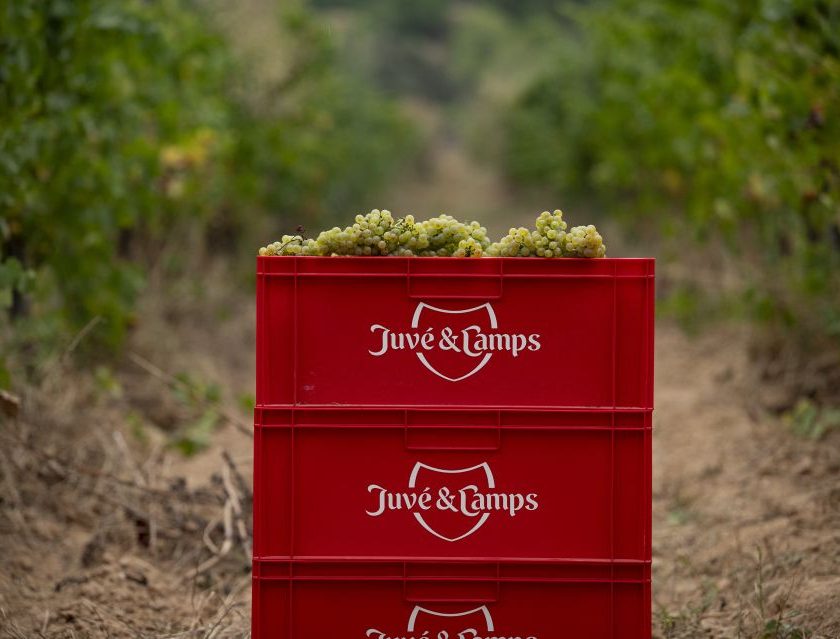 Juvé & Camps avvia la vendemmia 2026 raccolta record a luglio e debutto della vendemmia notturna