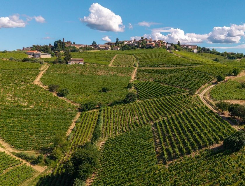 Vendemmia 2026, Brachetto d’Acqui Docg in anticipo raccolta entro metà agosto