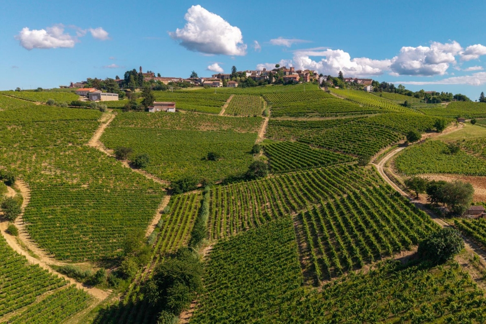 Vendemmia 2026, Brachetto d’Acqui Docg in anticipo raccolta entro metà agosto