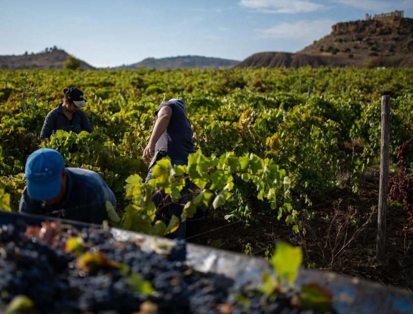 Vendemmia 2026 in Sicilia, raccolta al via attese uve sane e di qualità. Il punto con le cantine aderenti ad Assovini
