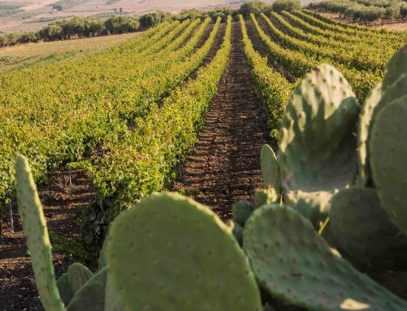 Vendemmia DOC Sicilia 2026, raccolta al via stagione favorita dalle piogge e uve con ottimo potenziale qualitativo