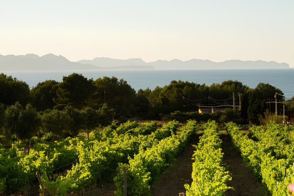 Guida ai vini di Maiorca Vi de La Terra Mallorca, Benissalem e Pla i Llevant. 139 assaggi con punteggio