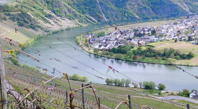 Il Riesling della Mosella è in crisi vigneti eroici e cantine a rischio (1)