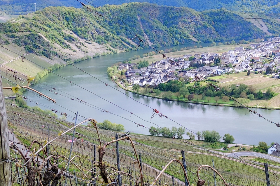 Il Riesling della Mosella è in crisi vigneti eroici e cantine a rischio (1)