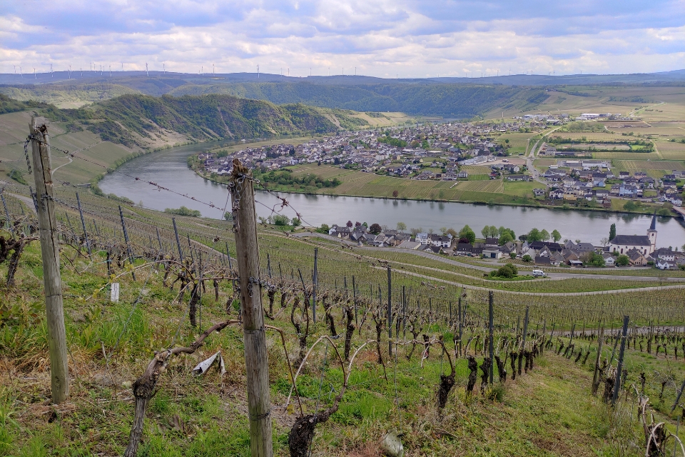 Il Riesling della Mosella è in crisi vigneti eroici e cantine a rischio (2)