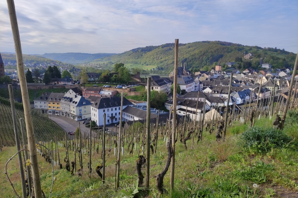 Il Riesling della Mosella è in crisi vigneti eroici e cantine a rischio (3)