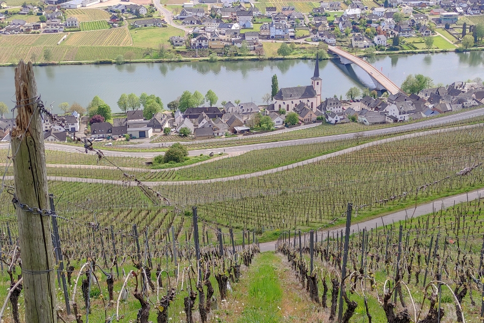 Il Riesling della Mosella è in crisi vigneti eroici e cantine a rischio (5)