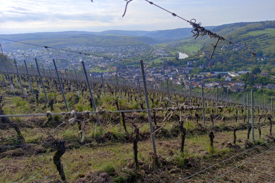 Il Riesling della Mosella è in crisi vigneti eroici e cantine a rischio (6)
