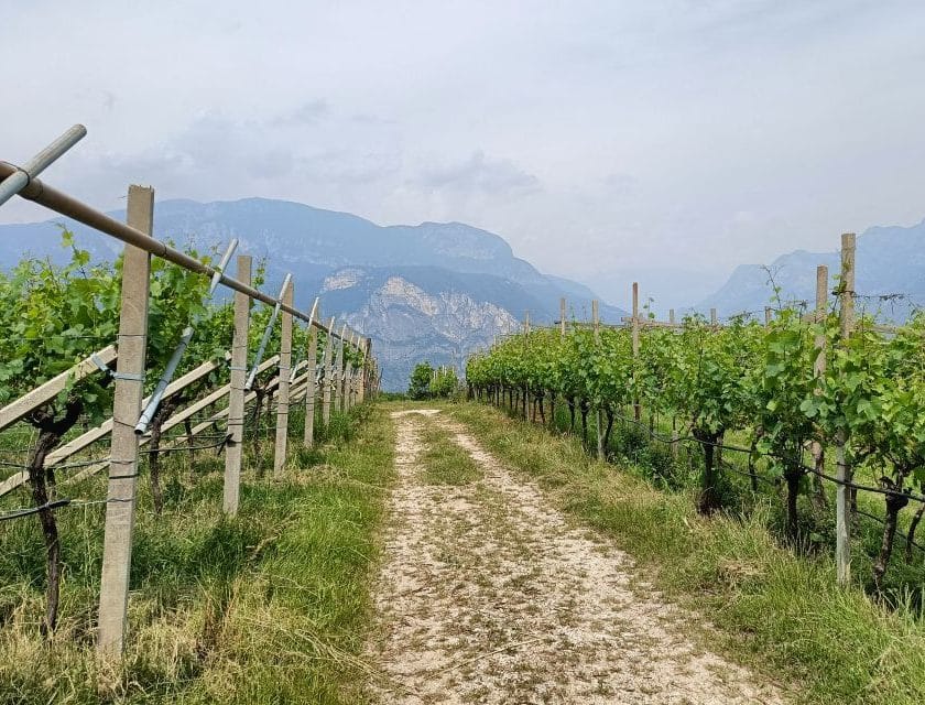 Masters of Wine 2026 sette nuovi ingressi, Portogallo e Ungheria entrano nella mappa dei MW