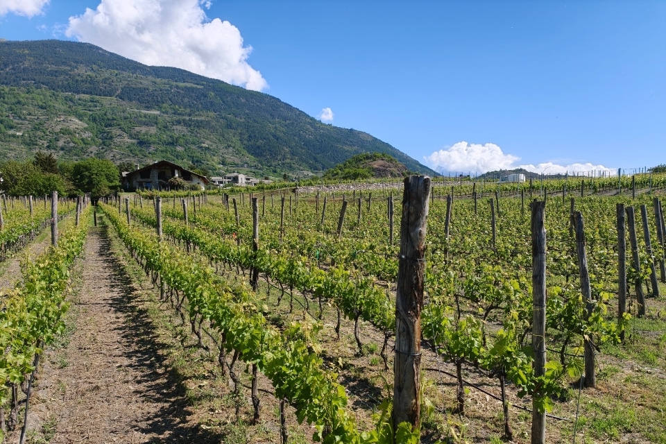 Migliori vini della Valle d Aosta tasting esclusivo e punteggi di 66 etichette vallee d aoste best wines scores davide bortone winemag (6)