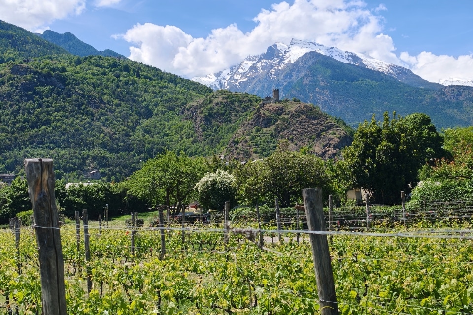 Migliori vini della Valle d Aosta tasting esclusivo e punteggi di 66 etichette vallee d aoste best wines scores davide bortone winemag (7)