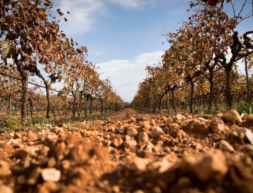 Migliori vini di Maiorca punteggi DO Pla i Llevant (Mallorca, Baleari)