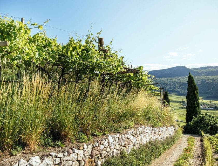 Sostenibilità, oltre due terzi dei vigneti altoatesini certificati SQNPI