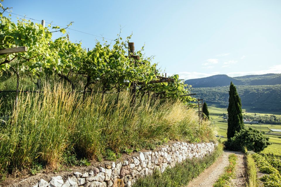 Sostenibilità, oltre due terzi dei vigneti altoatesini certificati SQNPI