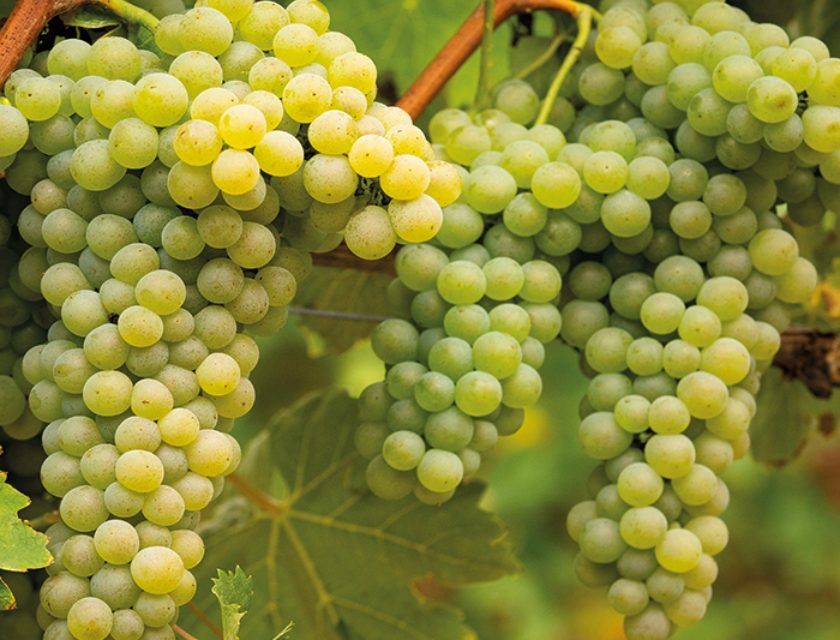 Taglio delle rese e stoccaggio per riequilibrare l’offerta del Verdicchio dei Castelli di Jesi Doc in vista della vendemmia 2026. Le misure sono state approvate dall’assemblea dell’Istituto marchigiano di tutela vini (Imt), consorzio che riunisce 16 denominazioni, e trasmesse il 6 agosto alla Regione Marche.