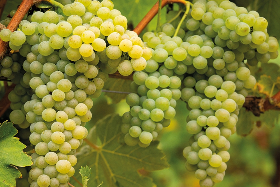 Taglio delle rese e stoccaggio per riequilibrare l’offerta del Verdicchio dei Castelli di Jesi Doc in vista della vendemmia 2026. Le misure sono state approvate dall’assemblea dell’Istituto marchigiano di tutela vini (Imt), consorzio che riunisce 16 denominazioni, e trasmesse il 6 agosto alla Regione Marche.