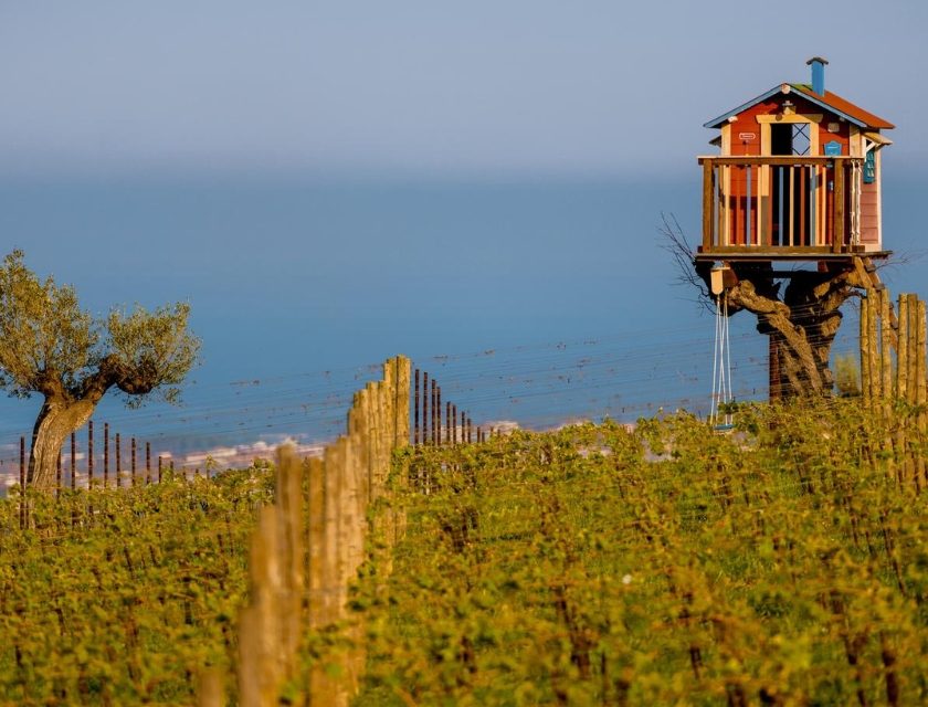Vendemmia 2026 Abruzzo rese ridotte e bloccaggio per Montepulciano e Pecorino. La decisione del Consorzio Tutela Vini d'Abruzzo