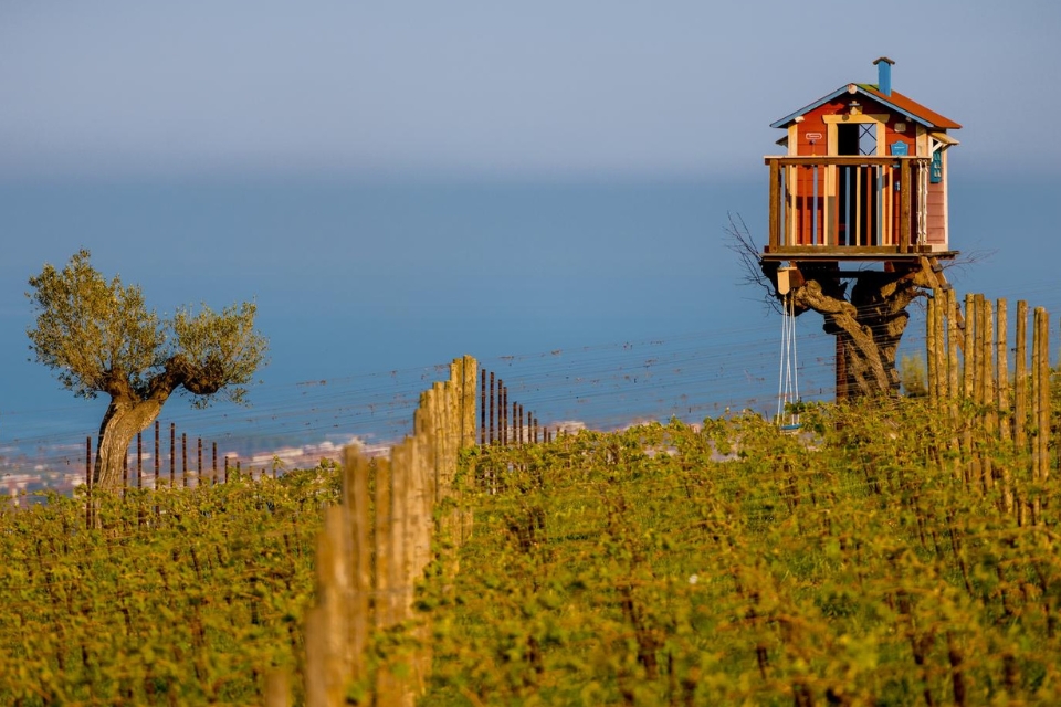 Vendemmia 2026 Abruzzo rese ridotte e bloccaggio per Montepulciano e Pecorino. La decisione del Consorzio Tutela Vini d'Abruzzo