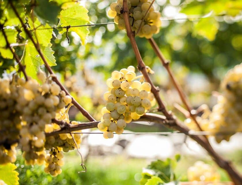 Vendemmia 2026, in Alto Adige è la più precoce della storia