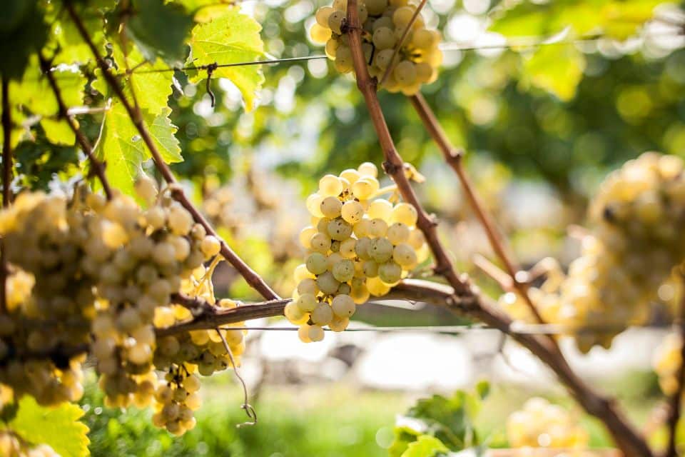 Vendemmia 2026, in Alto Adige è la più precoce della storia