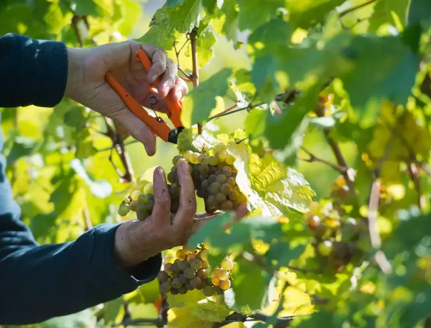 Vendemmia 2026 in Germania, raccolta anticipata e maturazione record