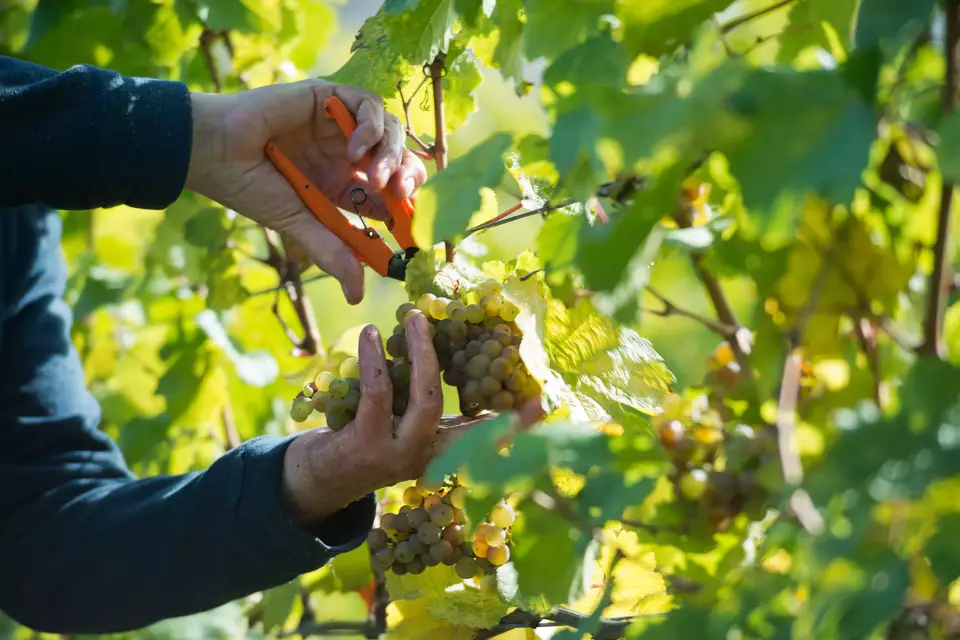 Vendemmia 2026 in Germania, raccolta anticipata e maturazione record