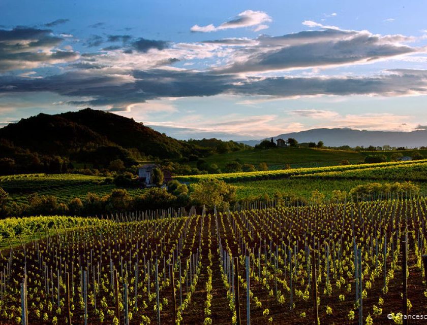 Vendemmia 2026 in anticipo sui Colli di Conegliano «Uve di grande espressività»