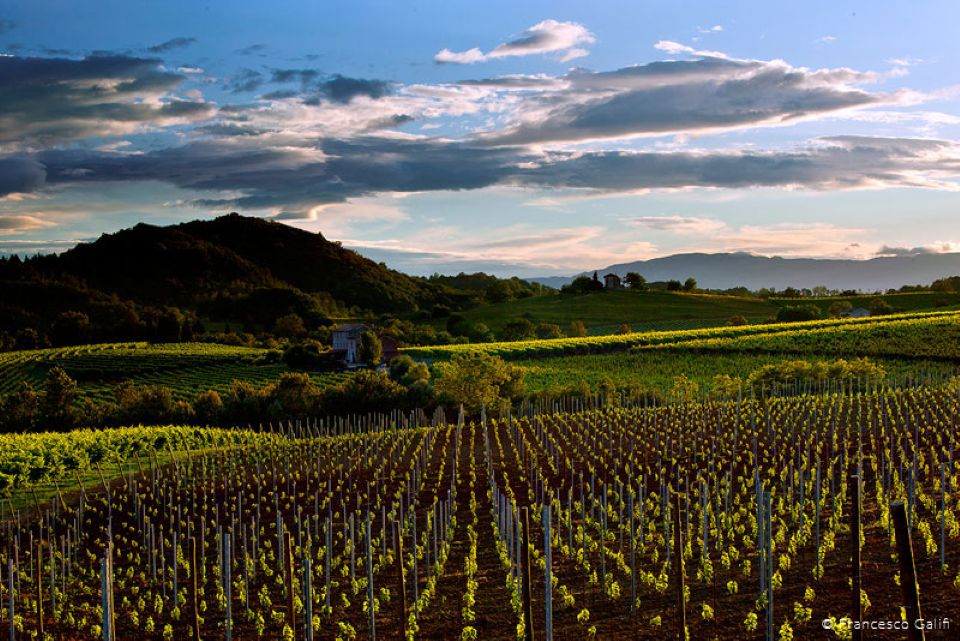 Vendemmia 2026 in anticipo sui Colli di Conegliano «Uve di grande espressività»