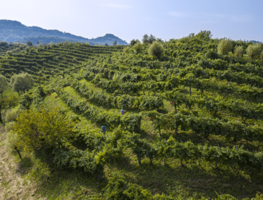 Vendemmia 2026 nell’Asolo Montello caldo e siccità anticipano la raccolta delle uve