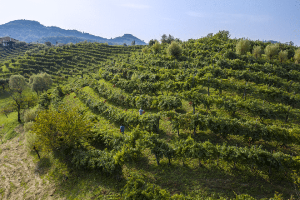 Vendemmia 2026 nell’Asolo Montello caldo e siccità anticipano la raccolta delle uve