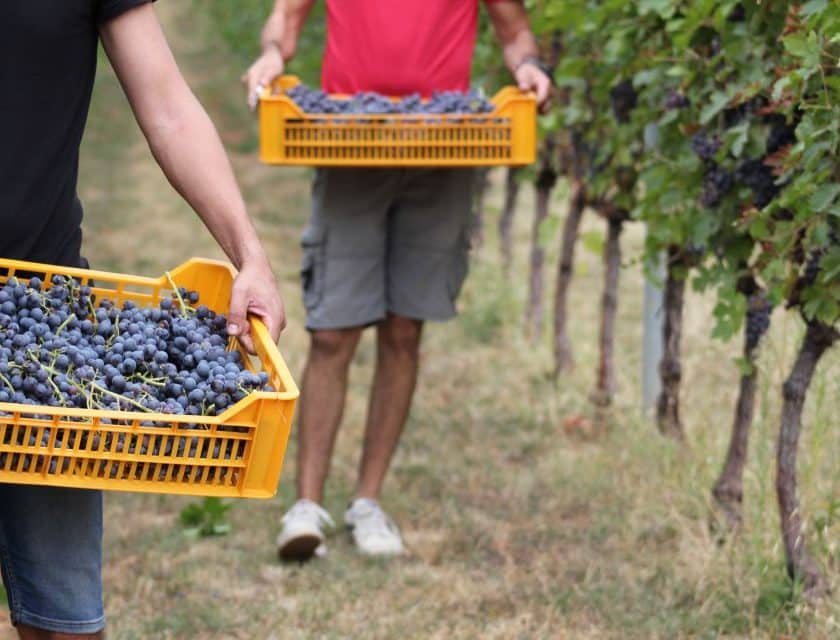 Vendemmia in Valpolicella, raccolta della Corvina in anticipo di due settimane
