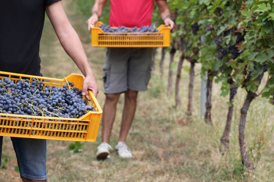 Vendemmia in Valpolicella, raccolta della Corvina in anticipo di due settimane