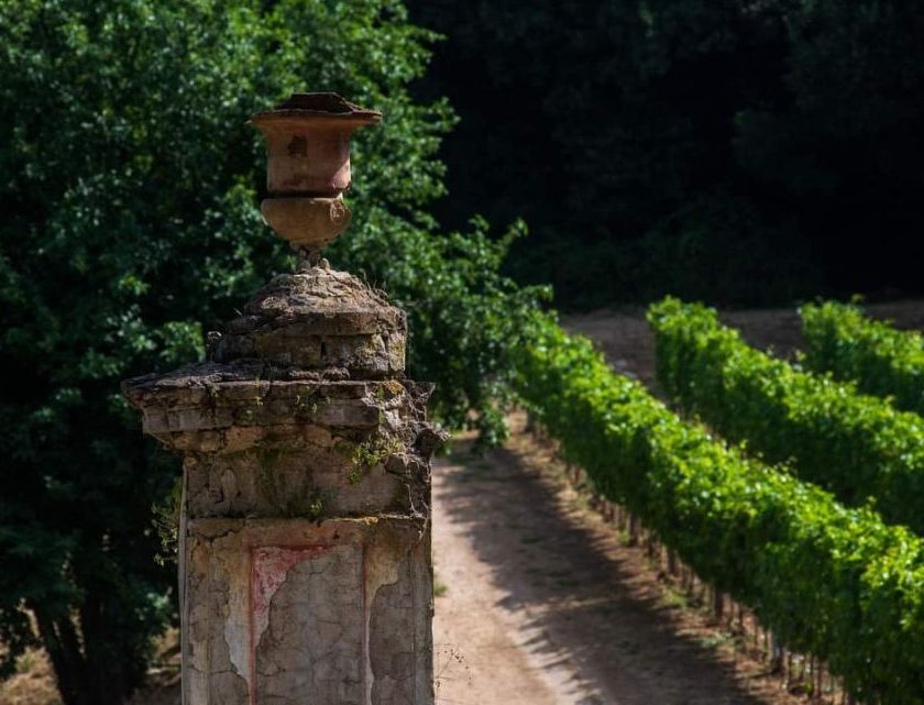 «Radici Autoctone», il progetto di Tenuta Fontana che valorizza i vitigni tradizionali della Campania