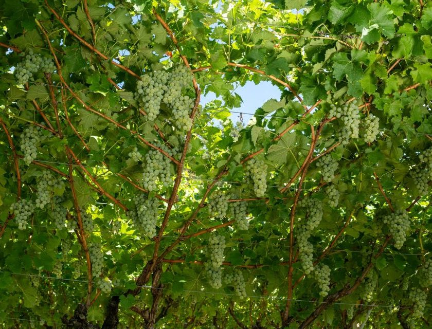 Vendemmia 2026, Cavit accelera raccolta in anticipo di una settimana e oltre 5 mila analisi sulle uve
