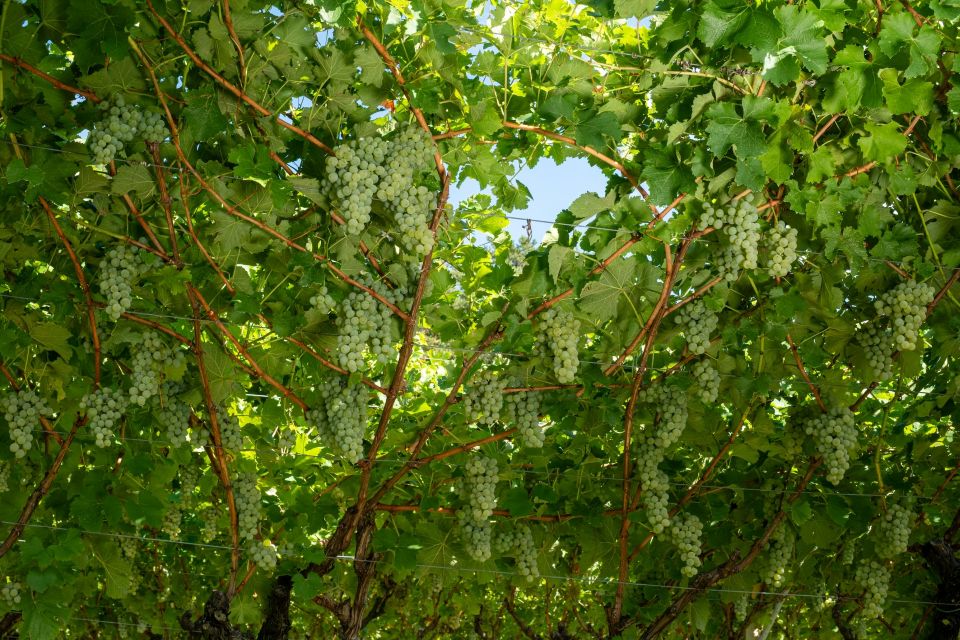 Vendemmia 2026, Cavit accelera raccolta in anticipo di una settimana e oltre 5 mila analisi sulle uve