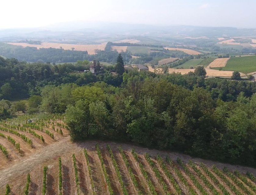 Vendemmia 2026 nei Colli Tortonesi Timorasso in anticipo e qualità positiva